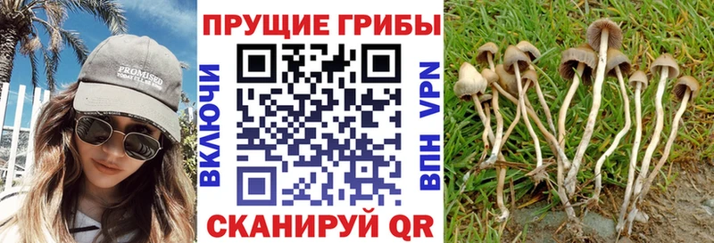 Галлюциногенные грибы Cubensis  сколько стоит  Краснозаводск 